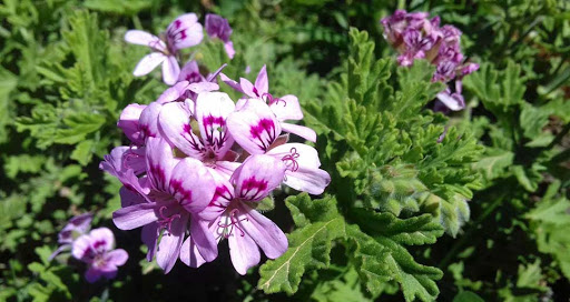 Geranio (Pelargonium graveolens)