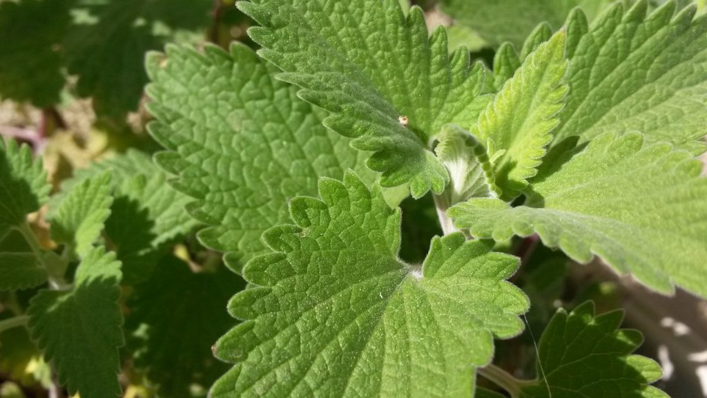 Hierba Gatera (Nepeta Cataria)