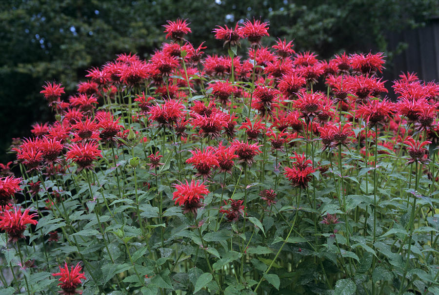 Monarda didyma