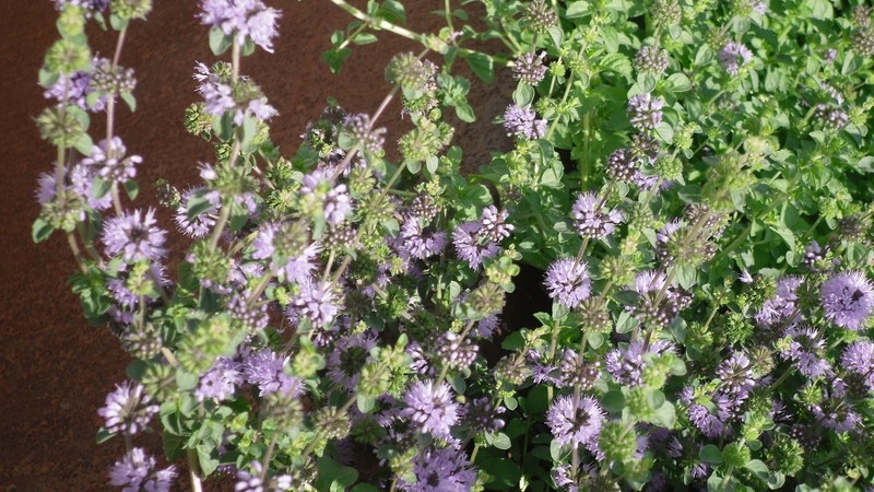 Poleo (Mentha pulegium)