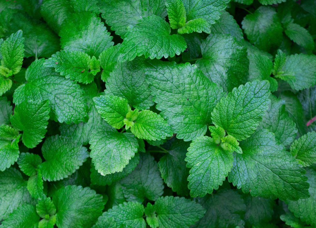 Menta (Mentha piperita) planta anti mosquitos