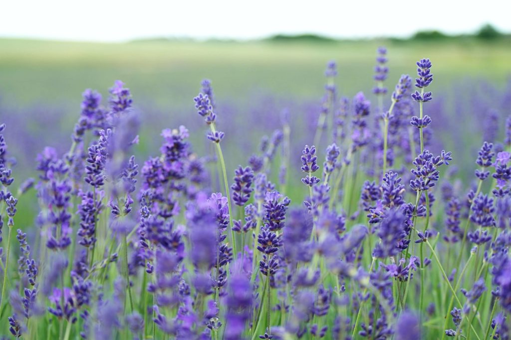 Lavanda (Lavandula) 