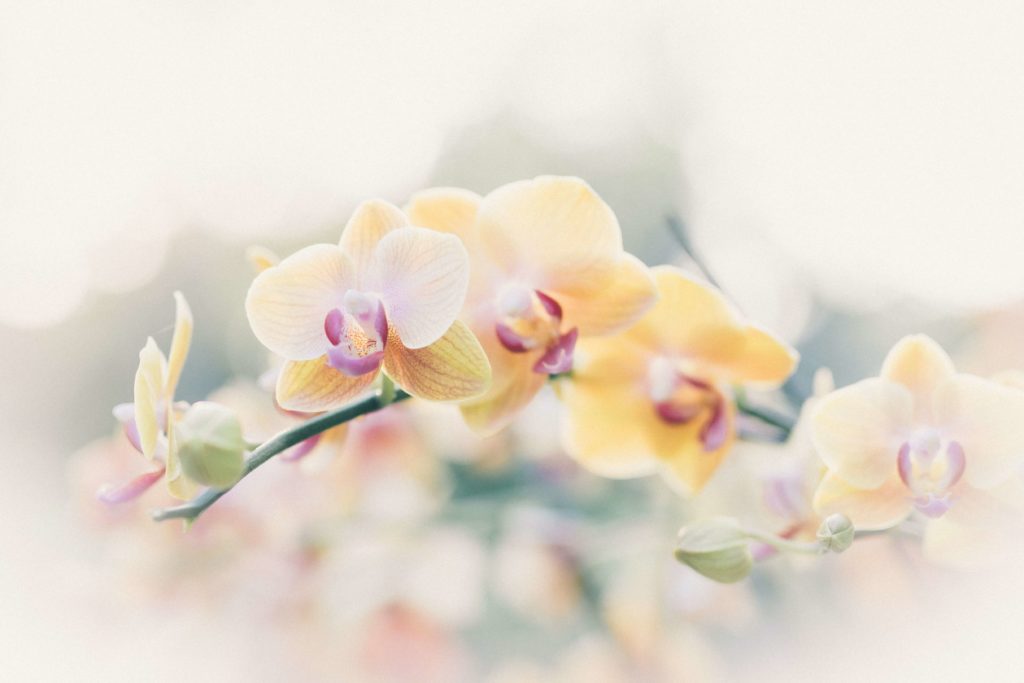 nutrientes de una orquidea