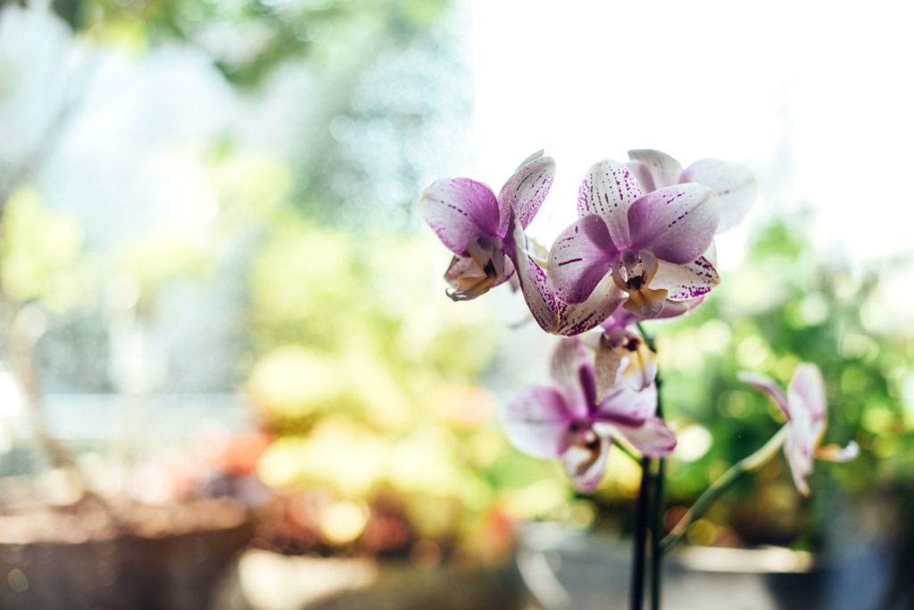 orquidea planta afuera 