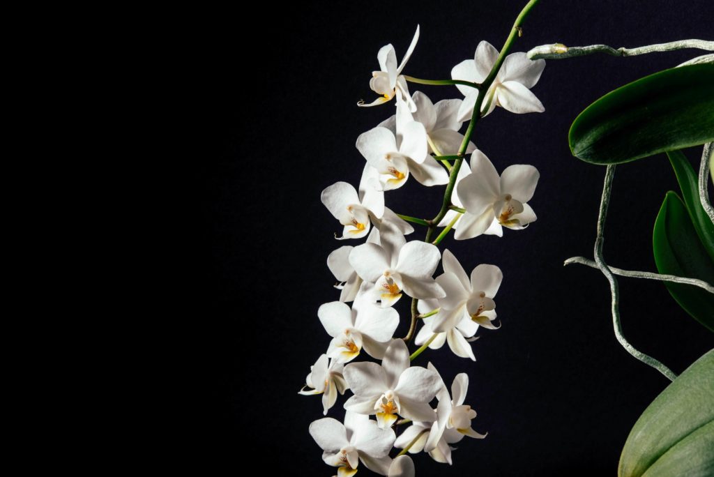orquidea blanca 