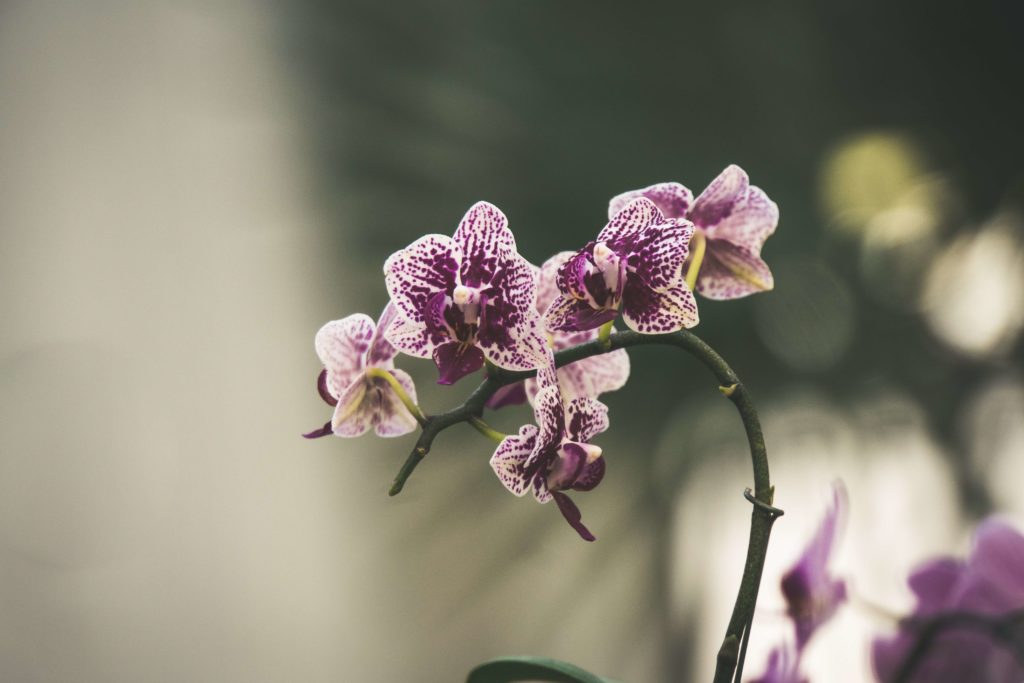 orquidea creciendo 