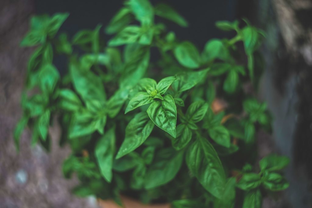 Albahaca planta para ahuyentar los mosquitos