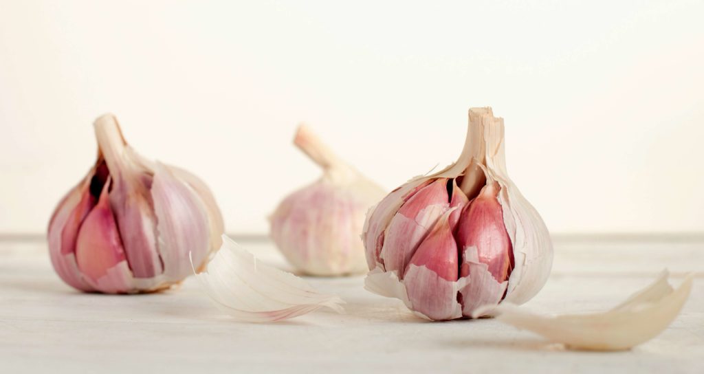 Ajo (Allium sativum) plantas antimosquitos