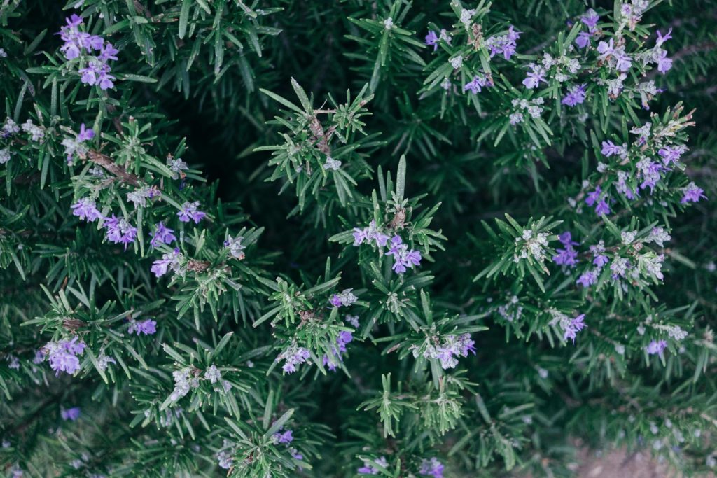 Romero (Rosmarinus officinalis)