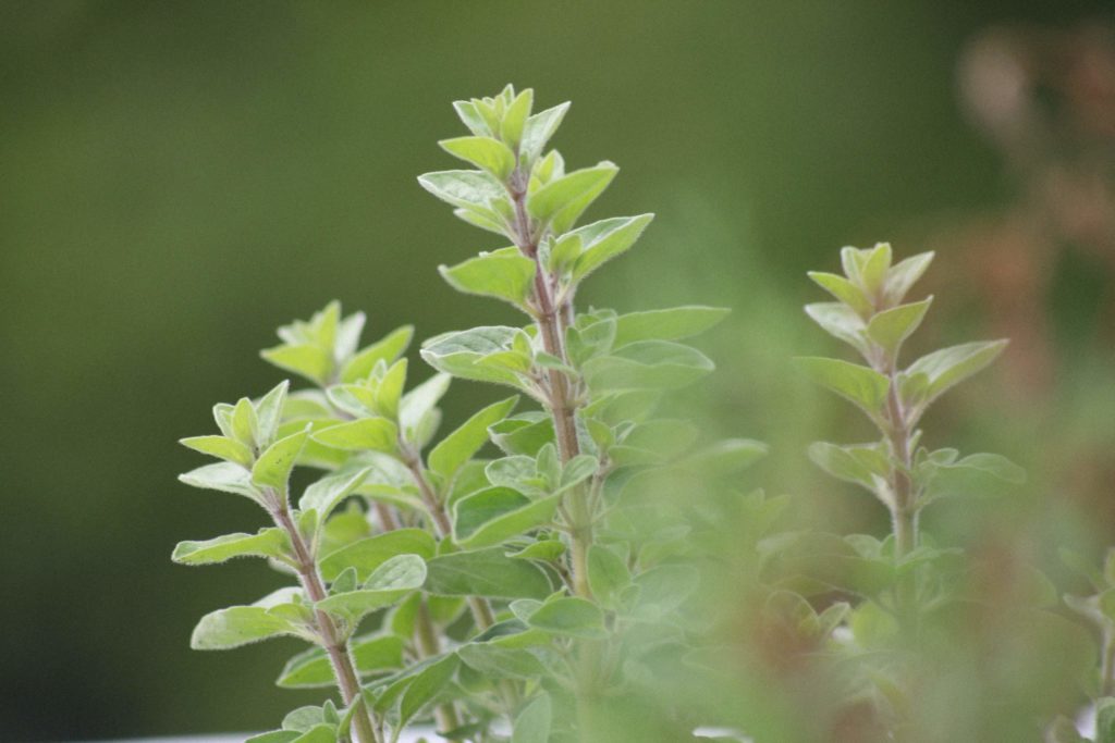 Melisa (Melissa officinalis)