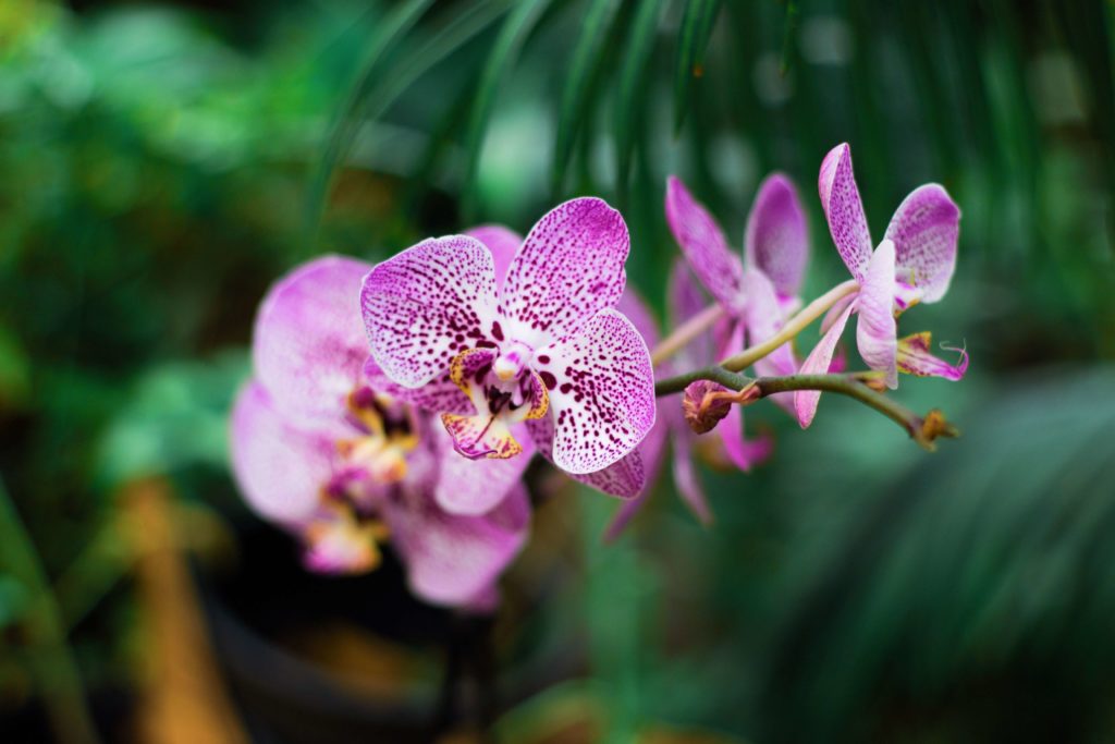 Orquídea Phalaenopsis foto