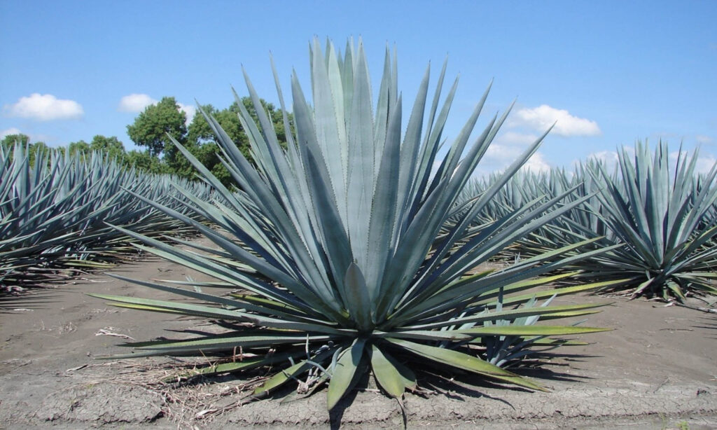 Agave