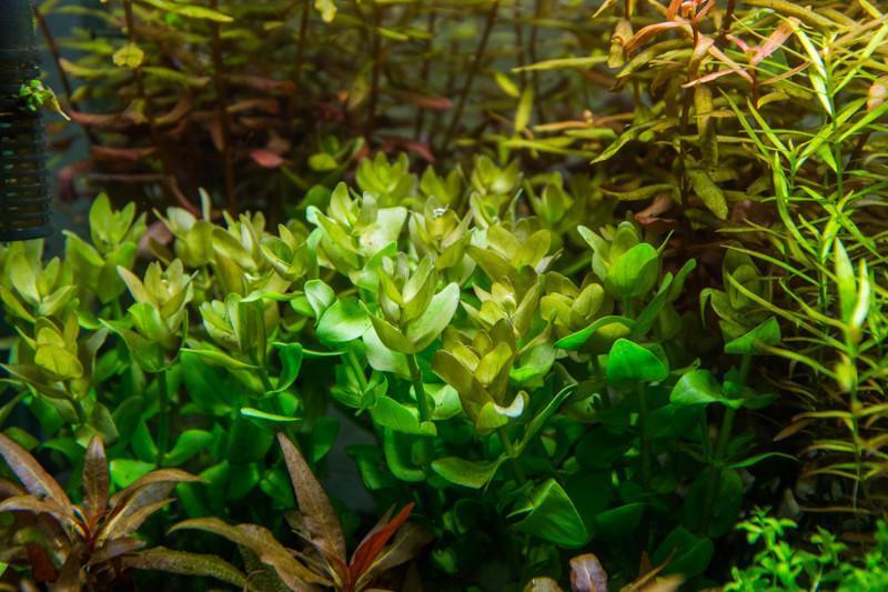 Bacopa Caroliniana plantas