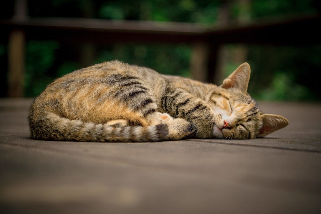 educar a un gato 