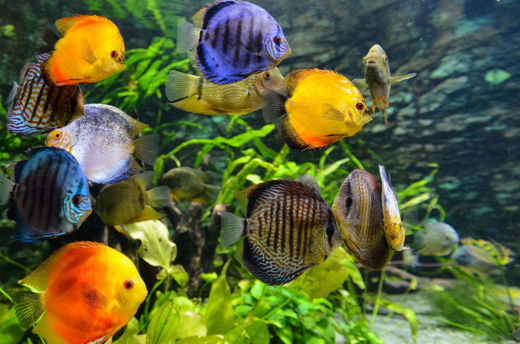 acuario con peces 