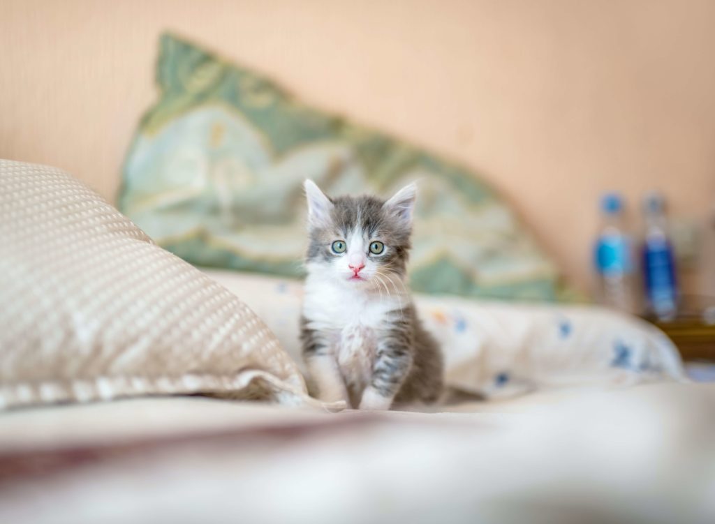 gato pequeño en la cama