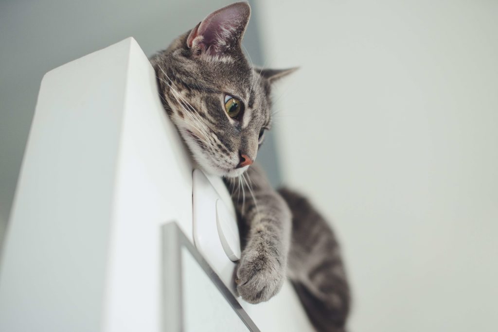 gato encima de una puerta 