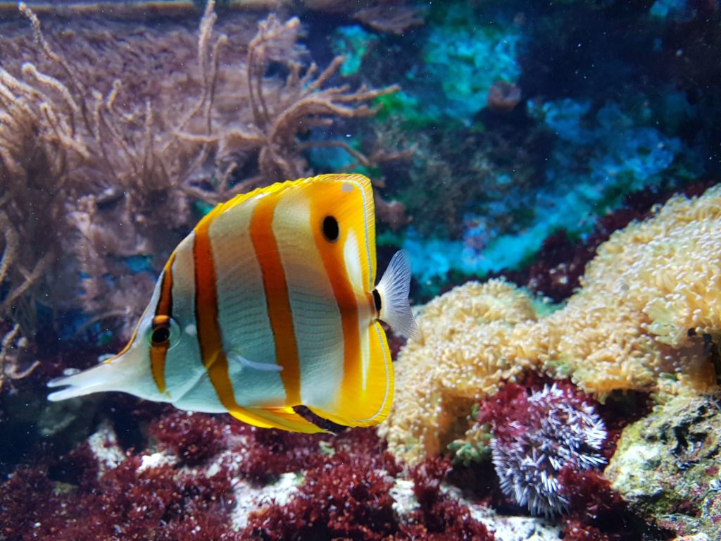 acuario en casa 