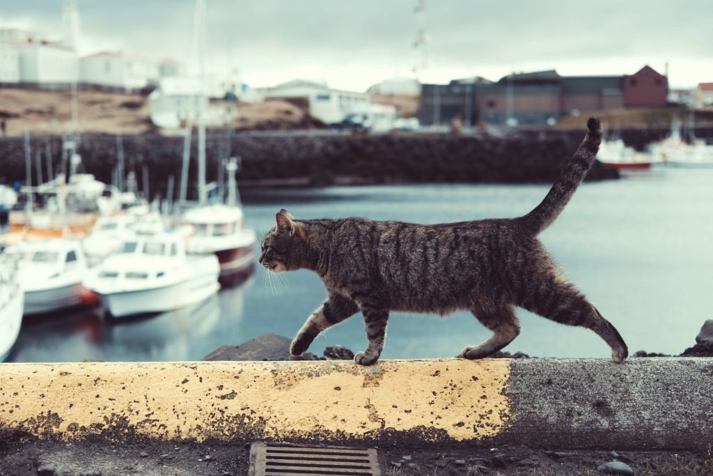 gato caminando