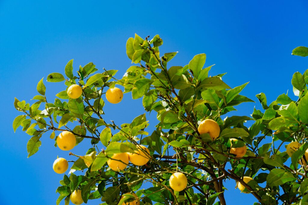 arbol de limones