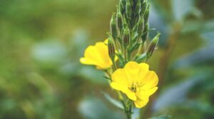 flor de onagra para aceite