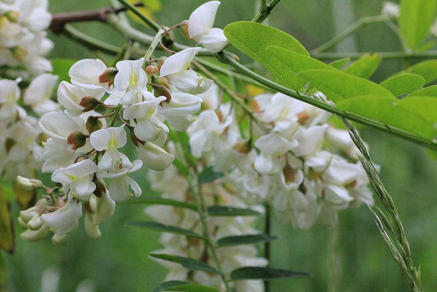 fruto del arbol de acacia